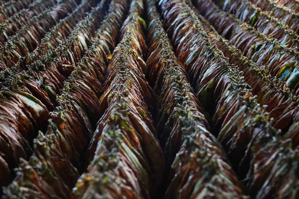 Tobacco,Leaves,Drying,In,Storehouse,At,Cuba,.