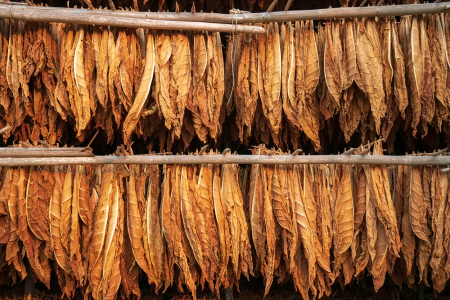 Curing,Burley,Tobacco,Hanging,In,A,Barn.tobacco,Leaves,Drying,In